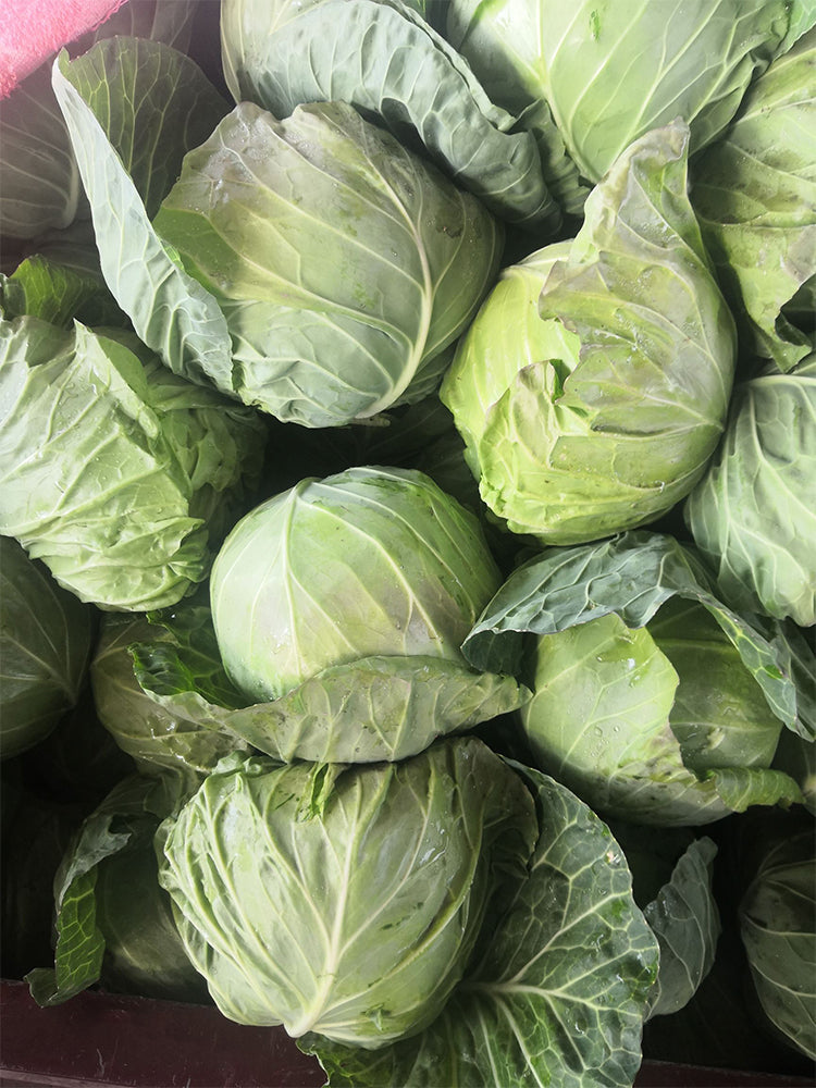Xingyou Jingfeng No.1 Cabbage