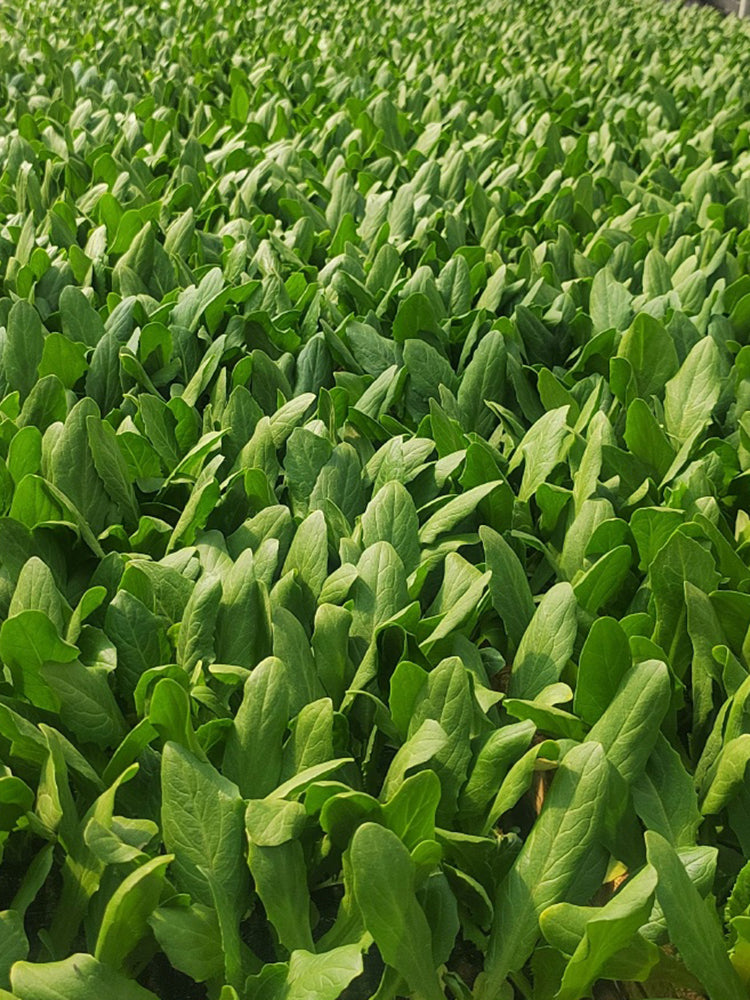 Agricultural Research Round-Leaf Lettuce