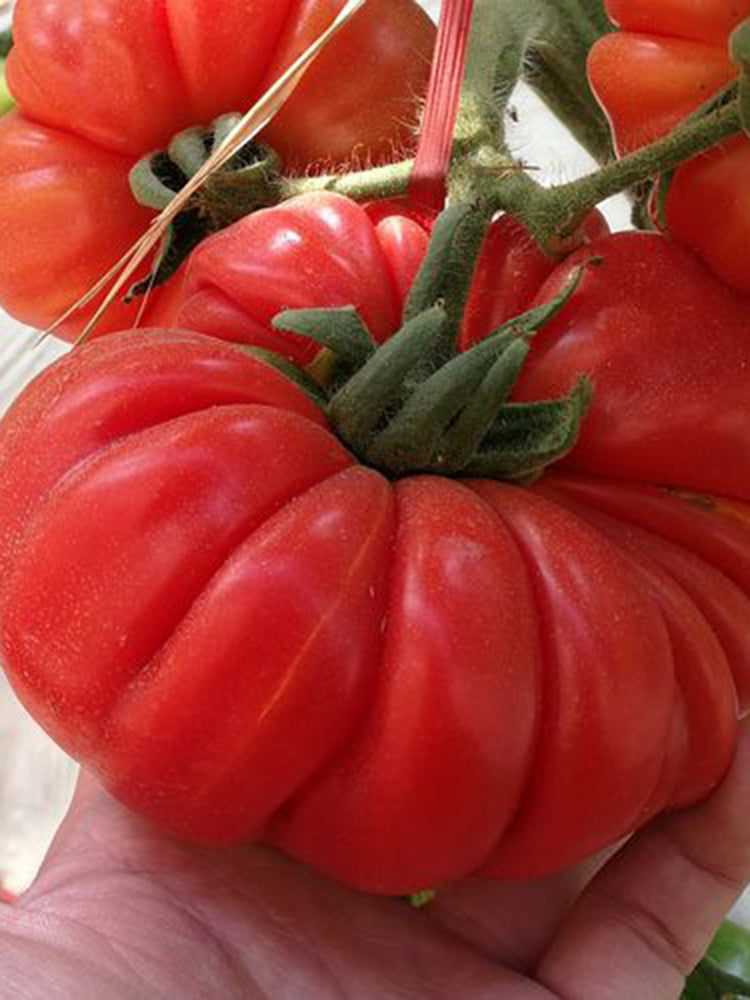 'Dongfanghong' Tomato