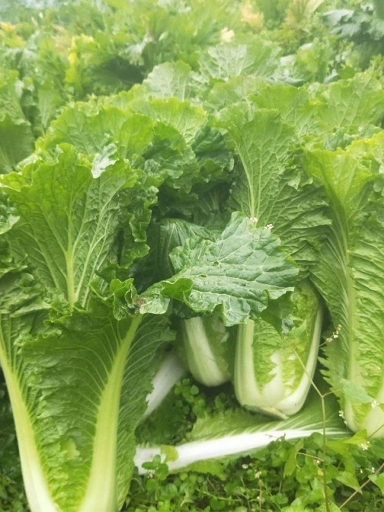 Tianjin Green Napa Cabbage