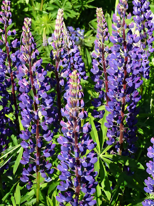 Blue Lupin