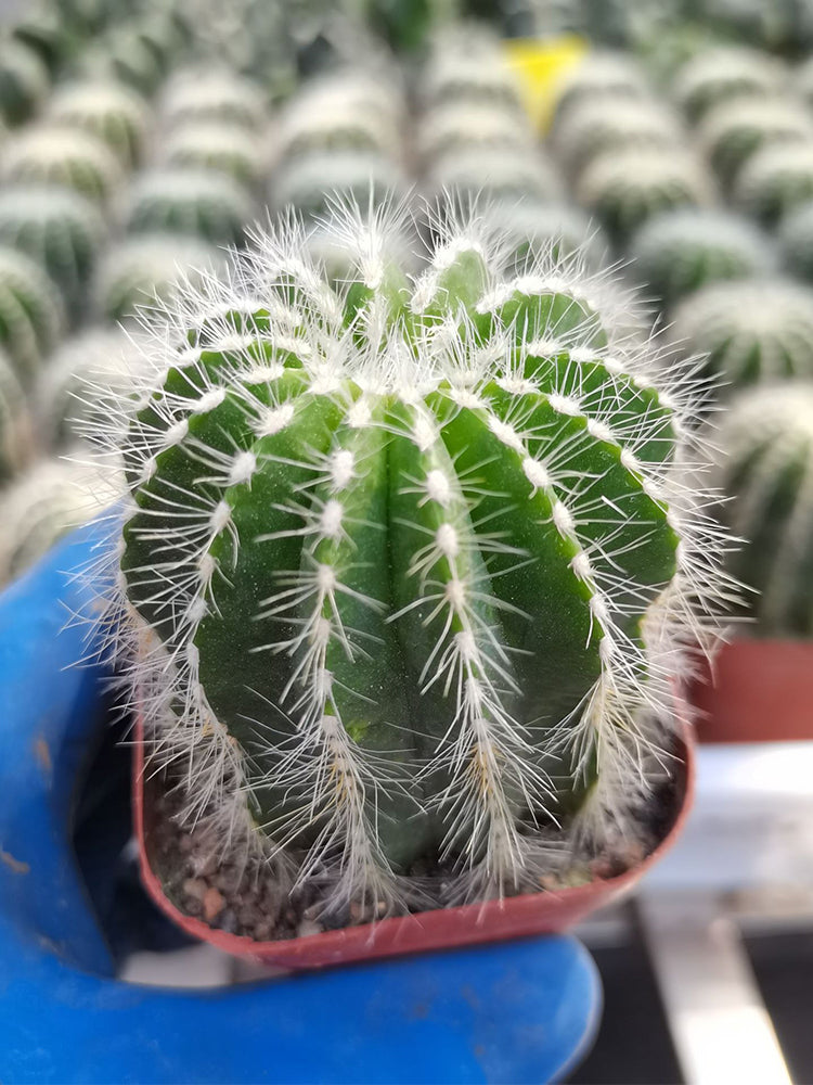 Parodia magnifica