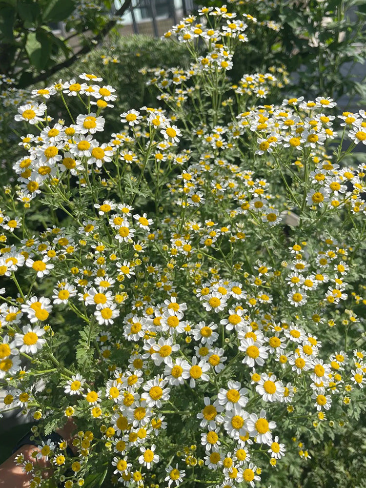 Cut Flower Chamomile
