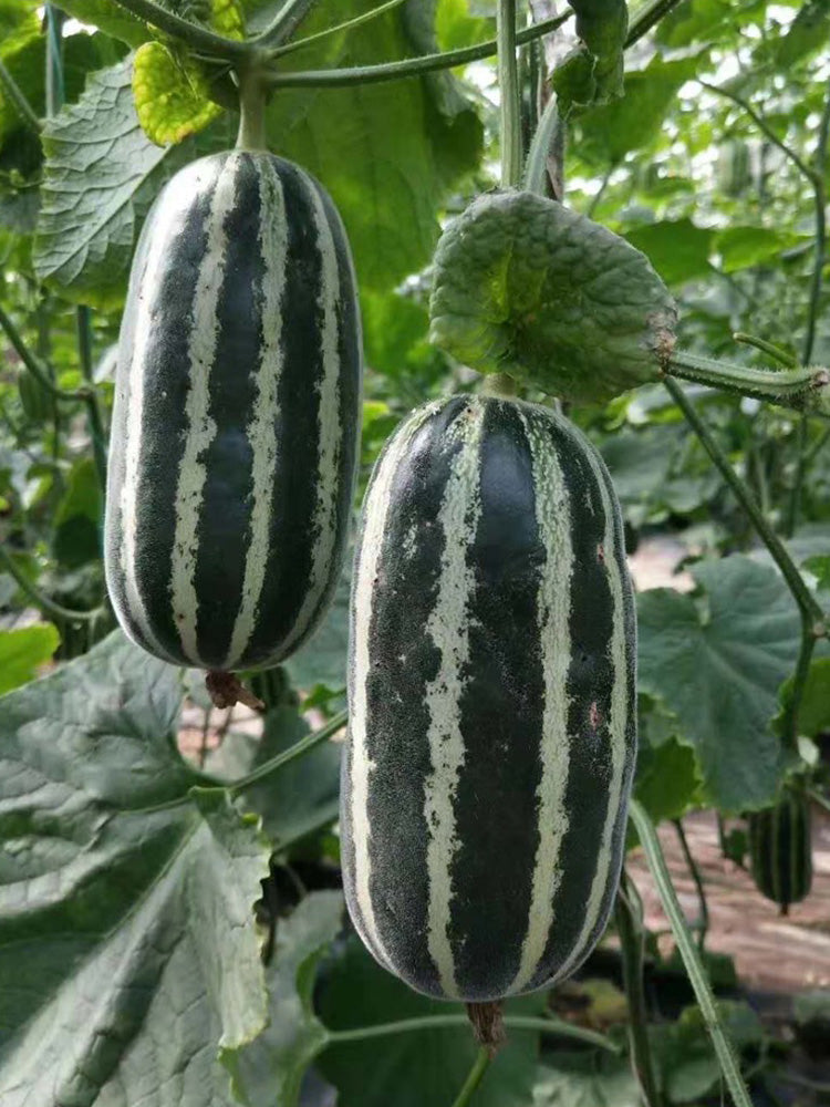 'Boyang No.9' Sesame Honey Melon