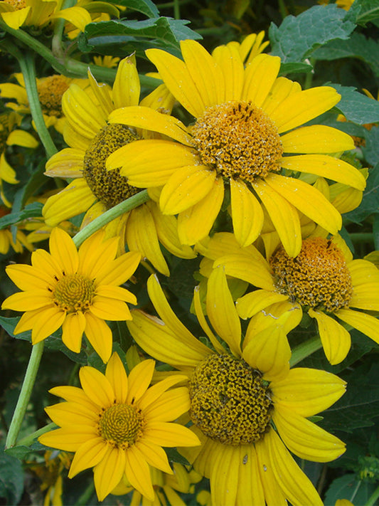 False Sunflower
