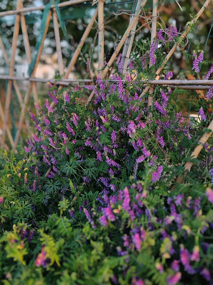 Long-haired Vetch