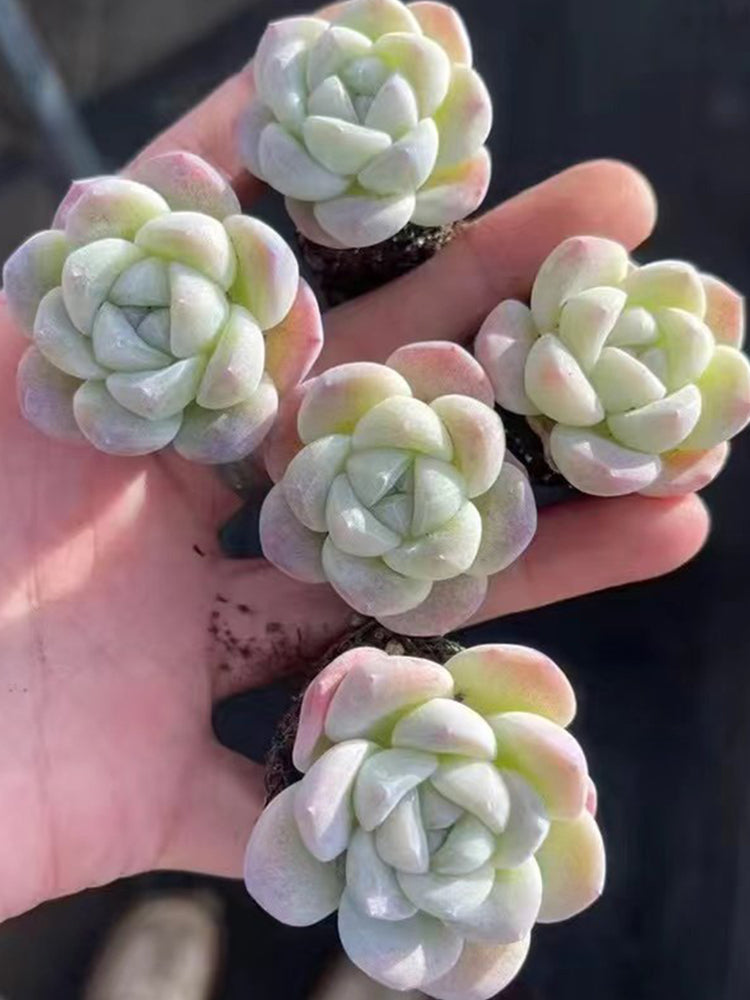 Echeveria 'Ice green'