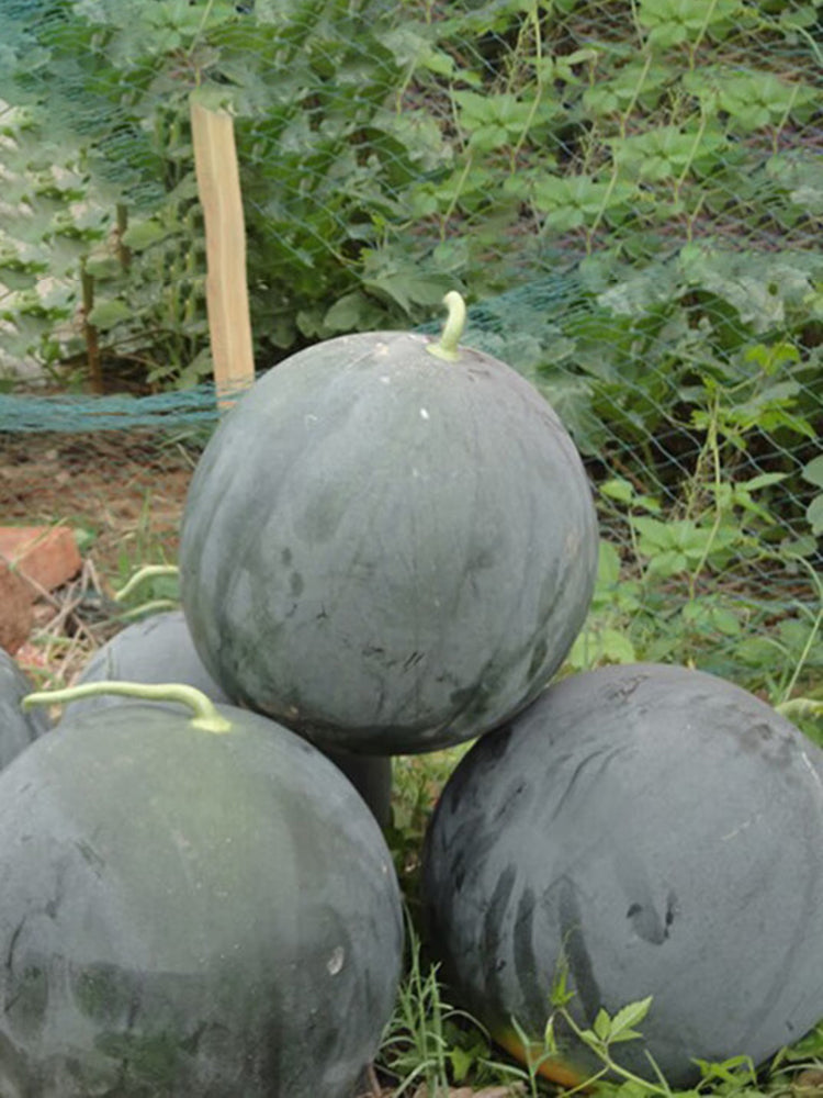 'Obsidian Sweet' Seedless Watermelon