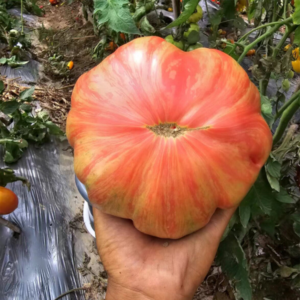 739 Pink Jazz Tomato