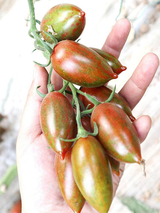 Zixia Tomato