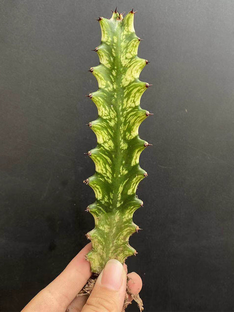 Euphorbia trigona 'Variegata'