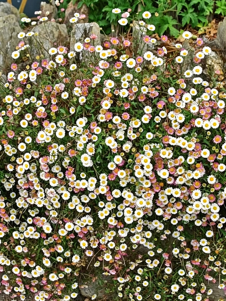Mexican Fleabane