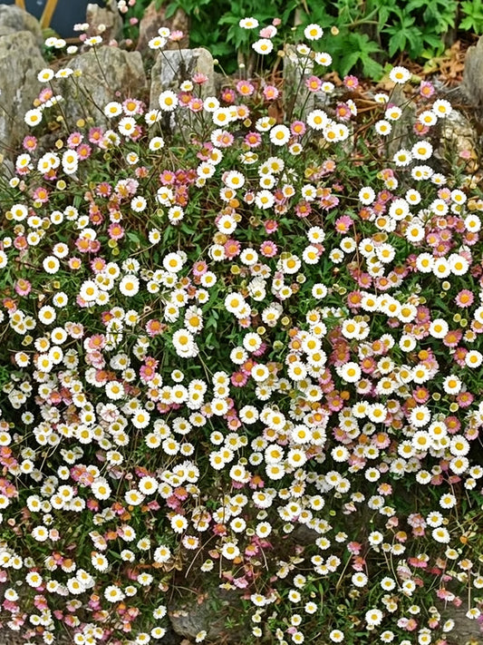 Mexican Fleabane
