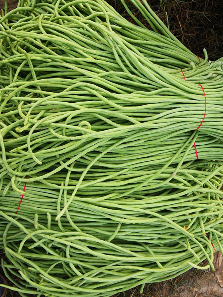 'Jiangshan Xiuli' Cowpea