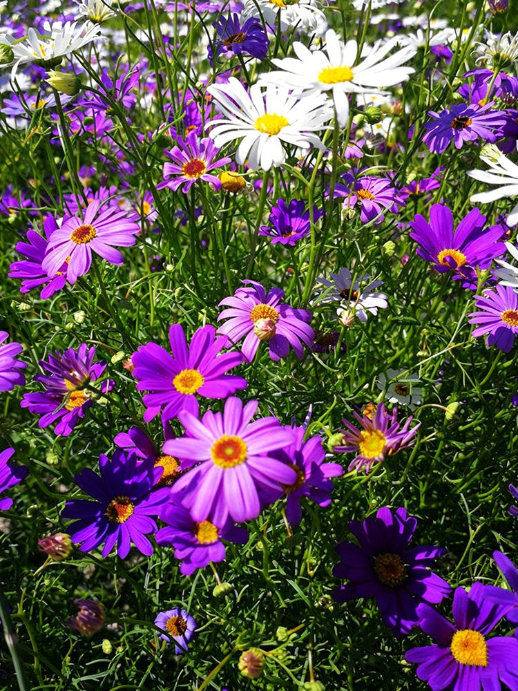 Swan River Daisy
