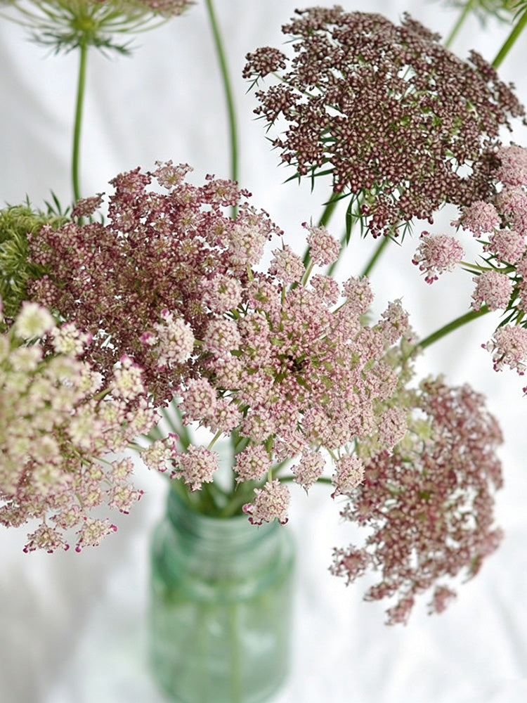 Chocolate Lace Flower