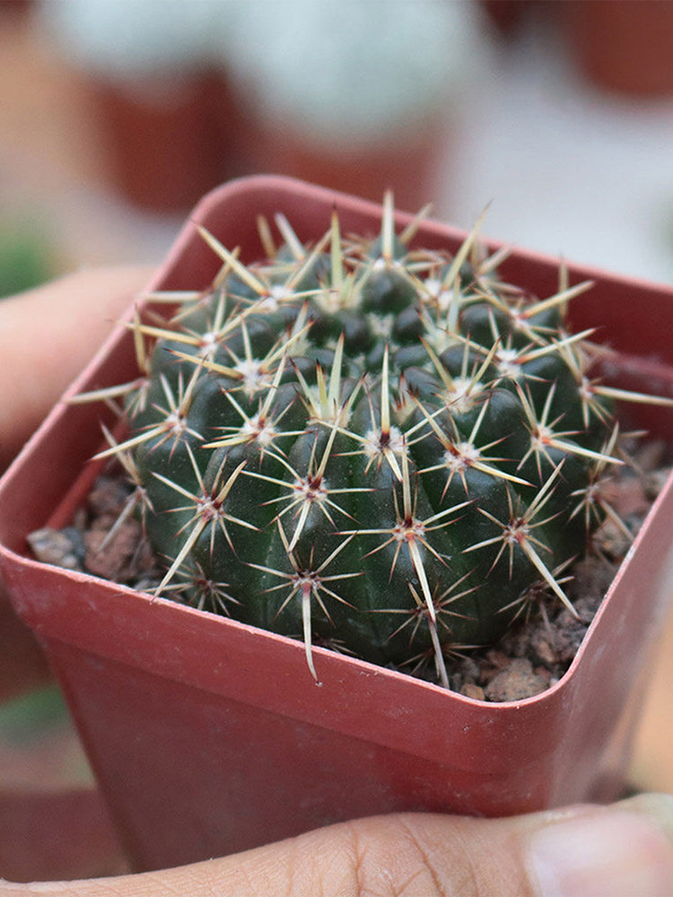 Parodia submammulosus