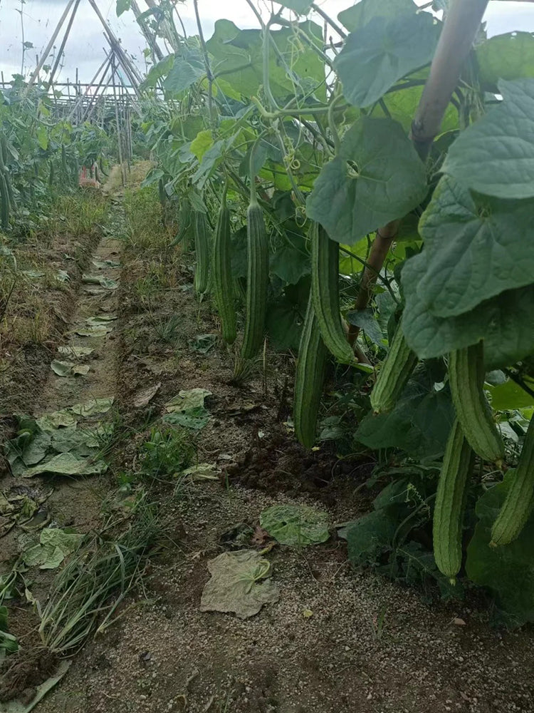 Jiemei Yaxiu No. 2 Luffa