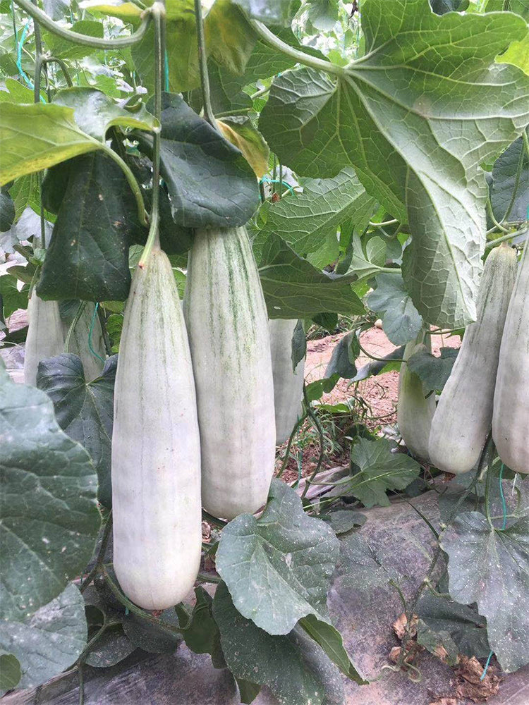 Jinyun Crisp-Sweet Melon