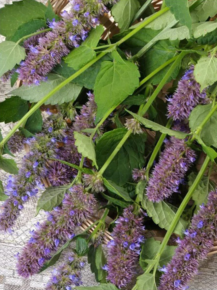 Agastache rugosa, Pale Purple-blue