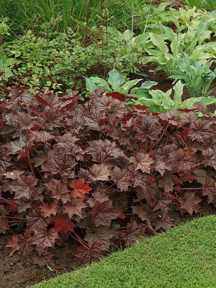 Purple Palace Heuchera