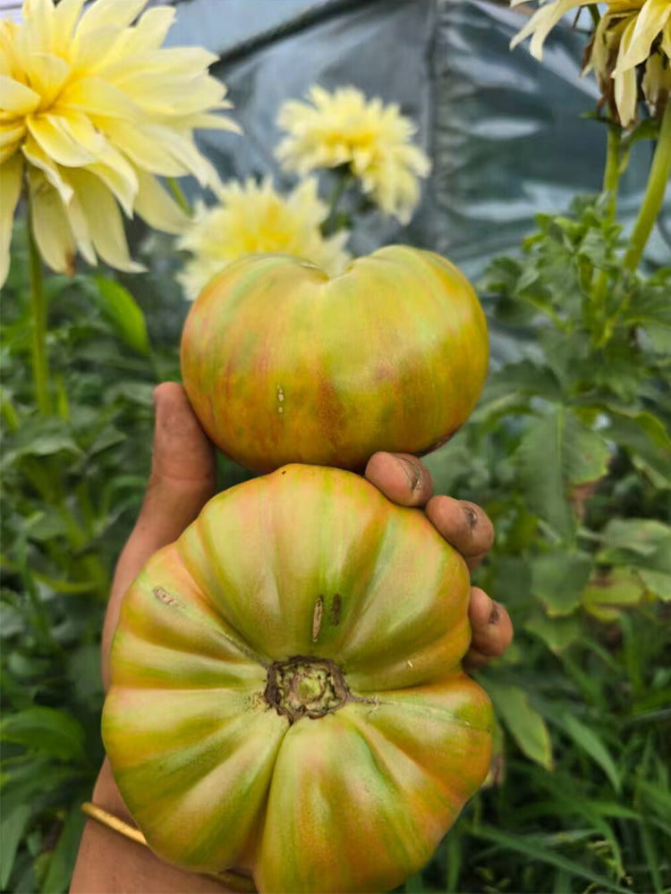 907 Jason 8 Chameleon Tomato