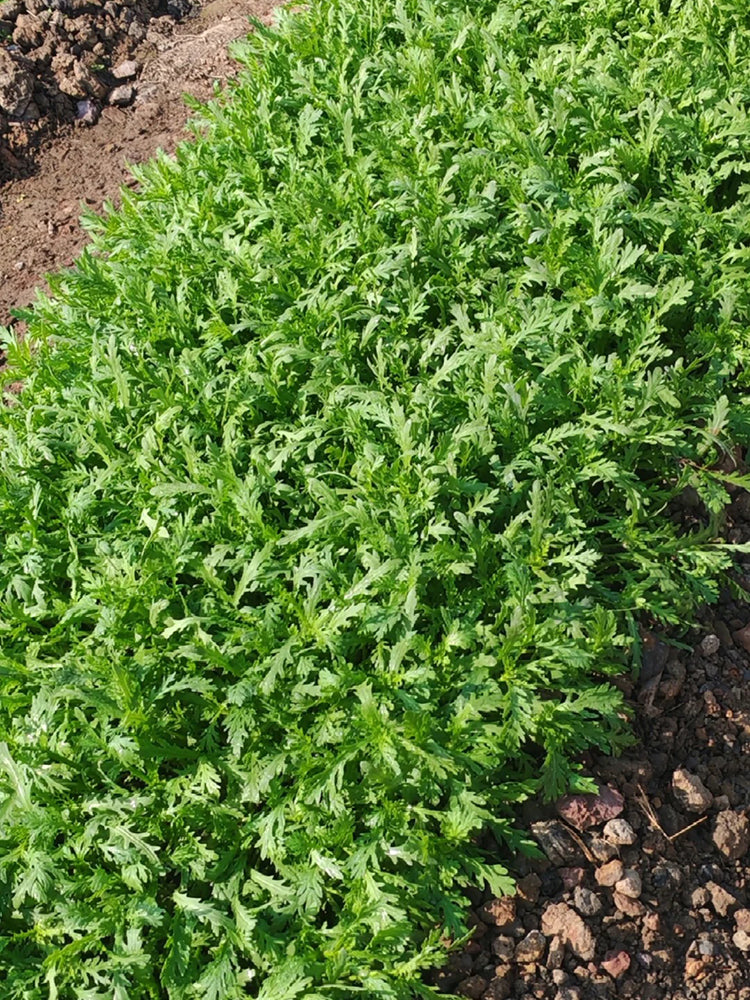 Small-Leaf Crown Daisy