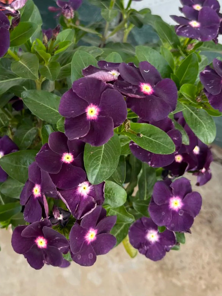 Madagascar Periwinkle