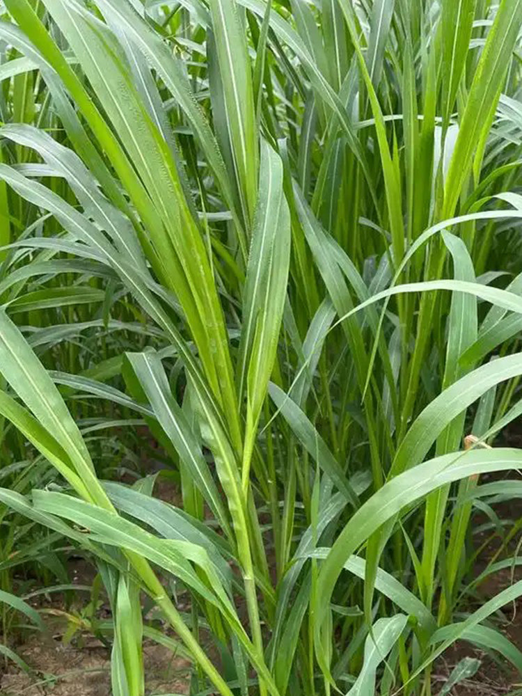 Sudangrass