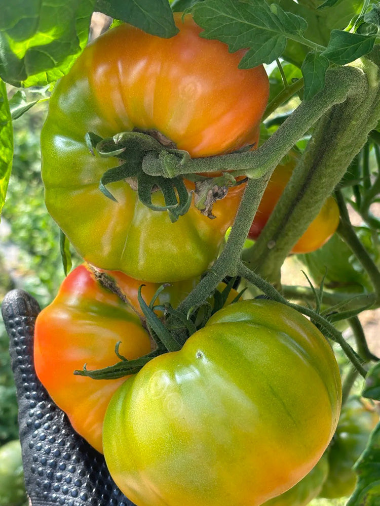 Hillbilly Potato Leaf Tomato