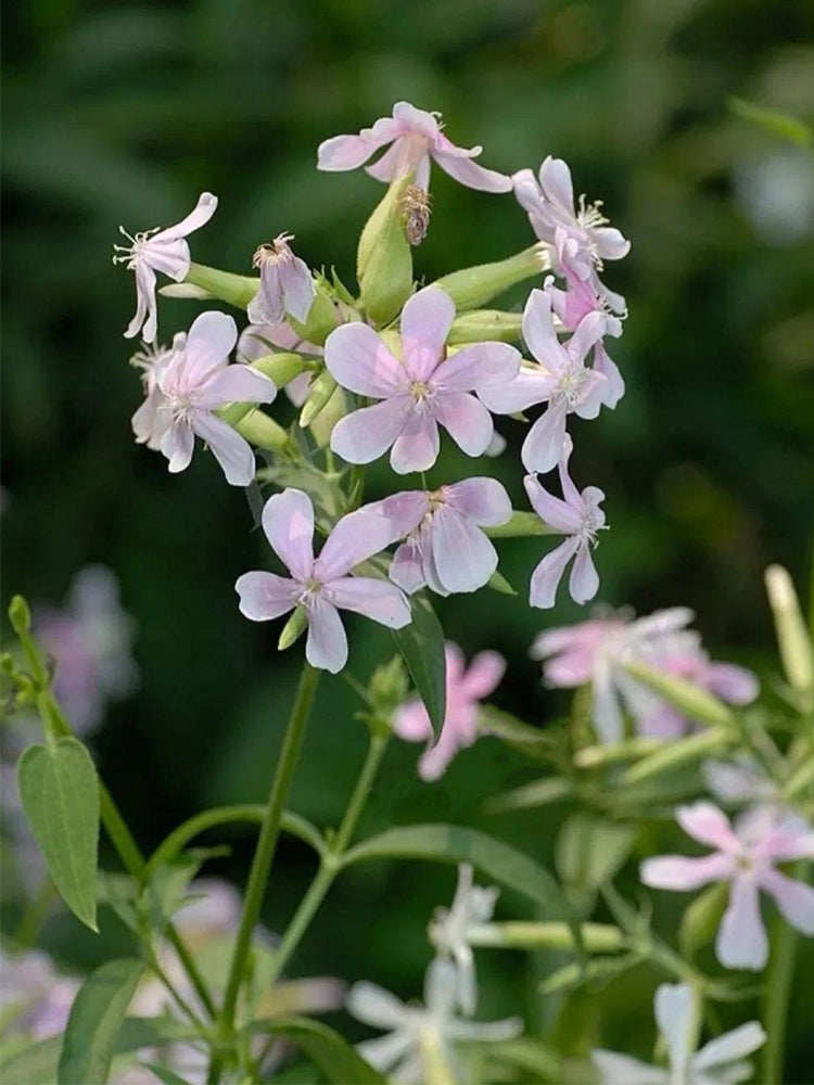 Bouncing Bet (Saponaria officinalis L.)