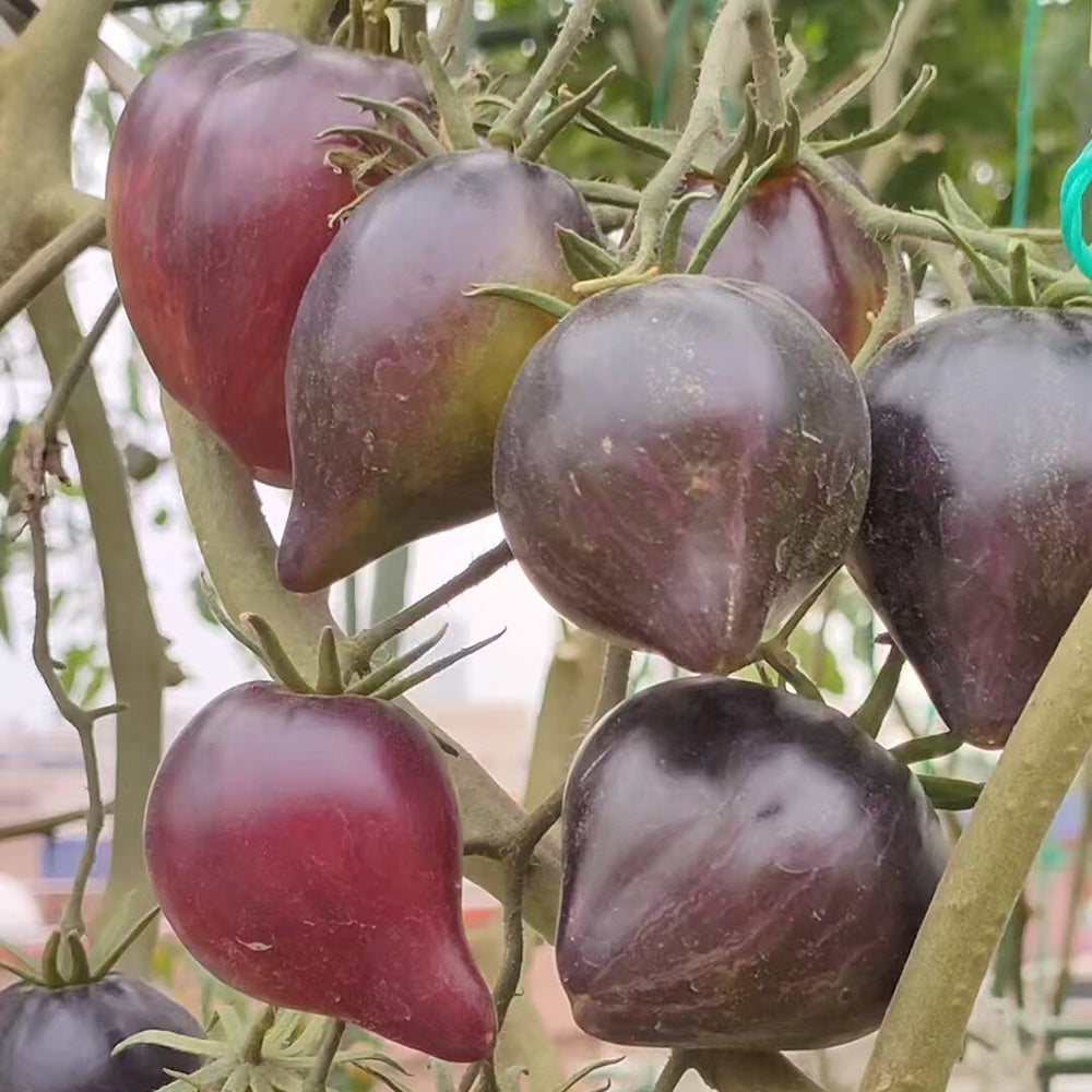 602 Sofia's Fiery Comet Tomato