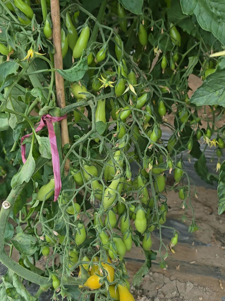 2025 Sweet Auntie F4 Tomato