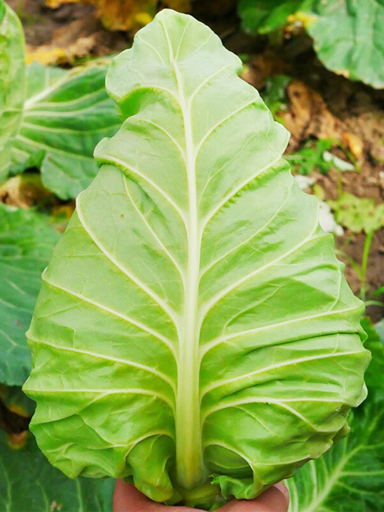 Xingyou Chunfeng Cabbage