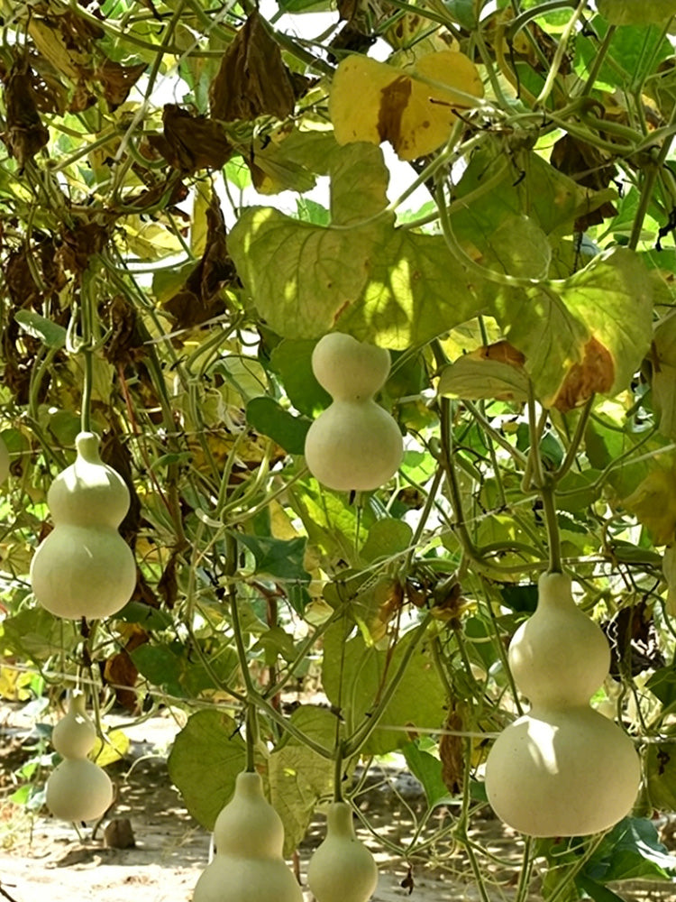 Large Wine Gourd