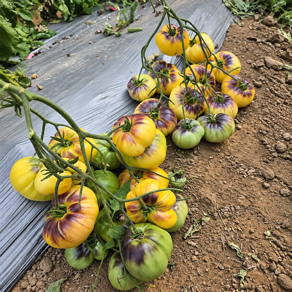 87 Sart Roloise Tomato