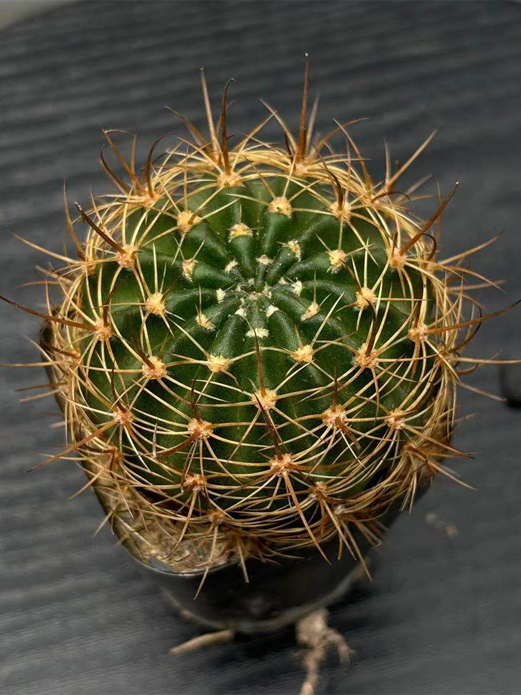 Lobivia Cactus