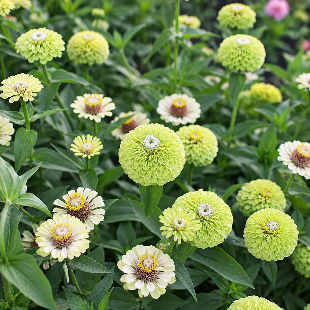 W1349 Envy Zinnia