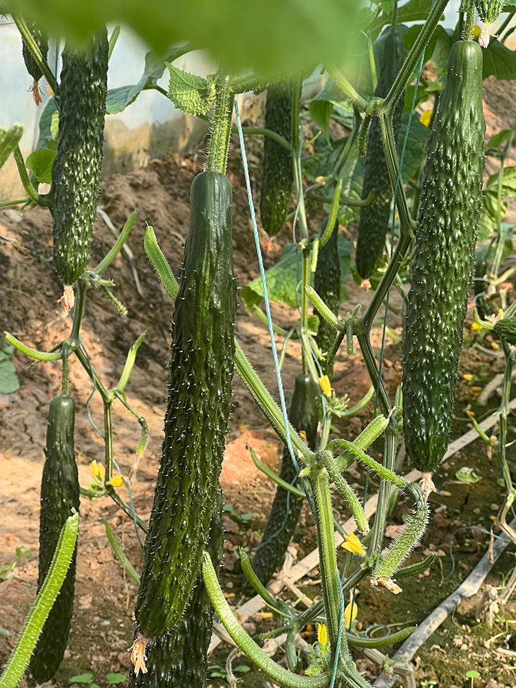 'Fuyang 35' F1 Cucumbers (Cucumis sativus)