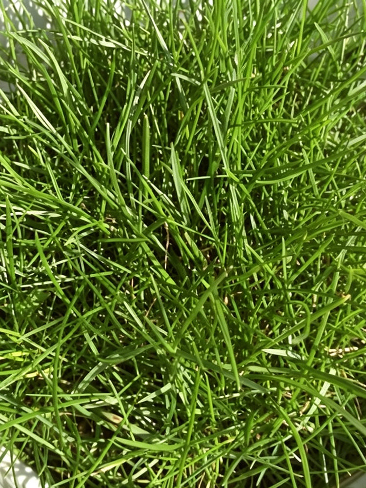 Purple Sheep Fescue