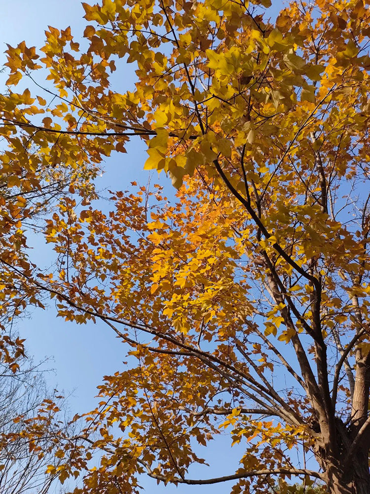 Trident Maple Tree