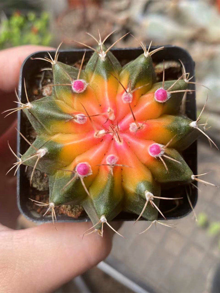 Gymnocalycium mihanovichii 'Yellow Variegata'