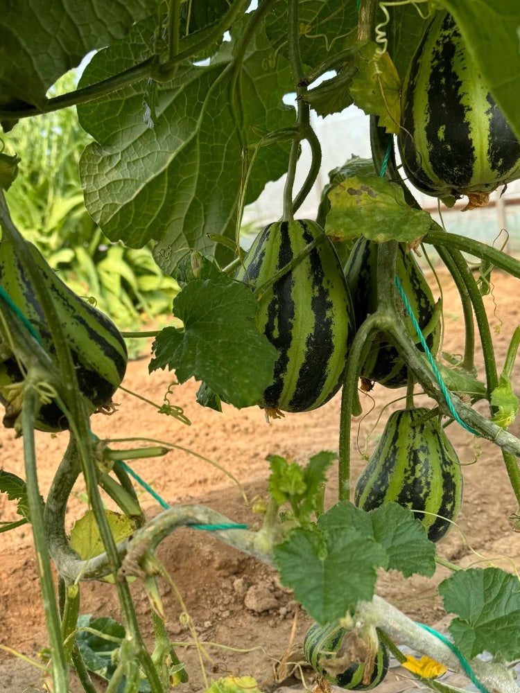Bingtangzi High-Sugar Melon