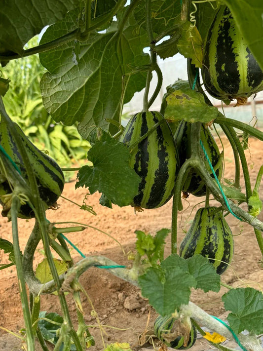 Bingtangzi High-Sugar Melon