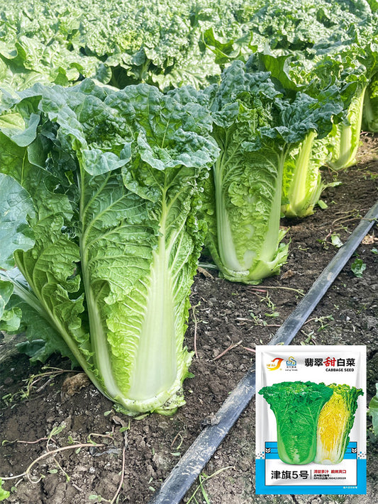 'Jinqi No.5' Chinese Cabbage
