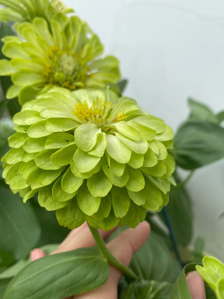 Green Envy Zinnia