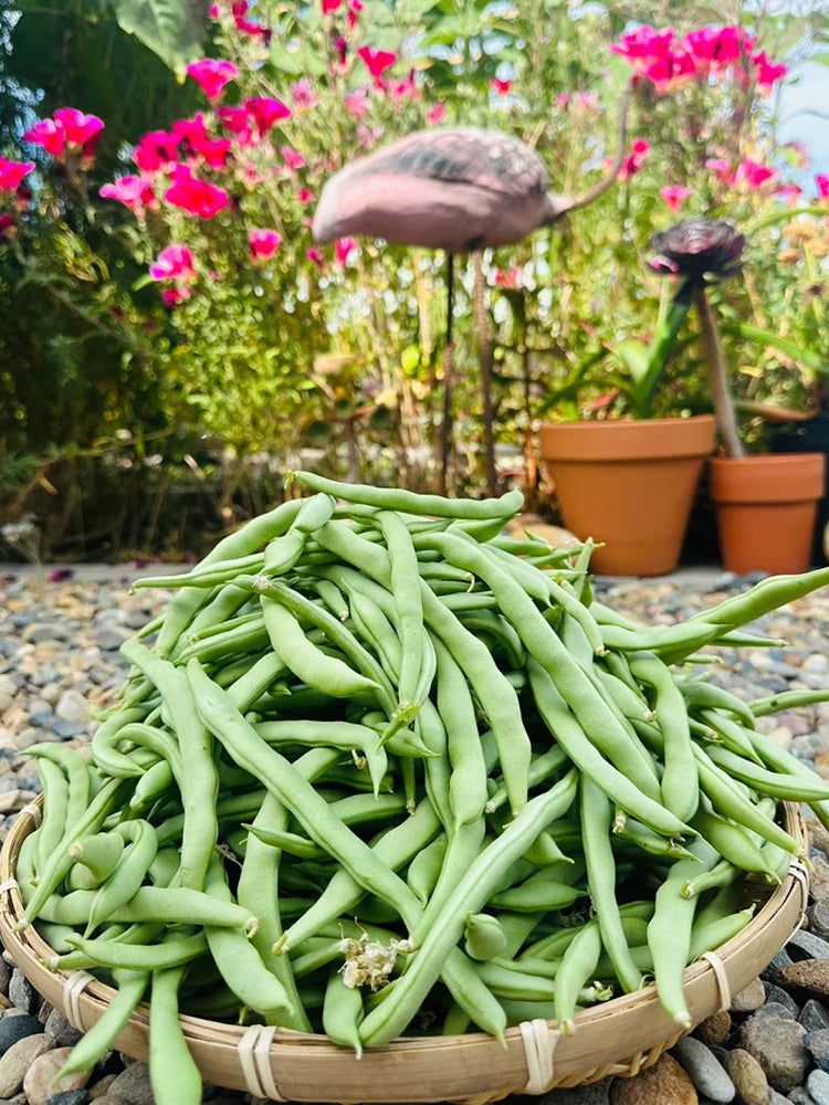 'Jiemei No. 8' Bush Bean