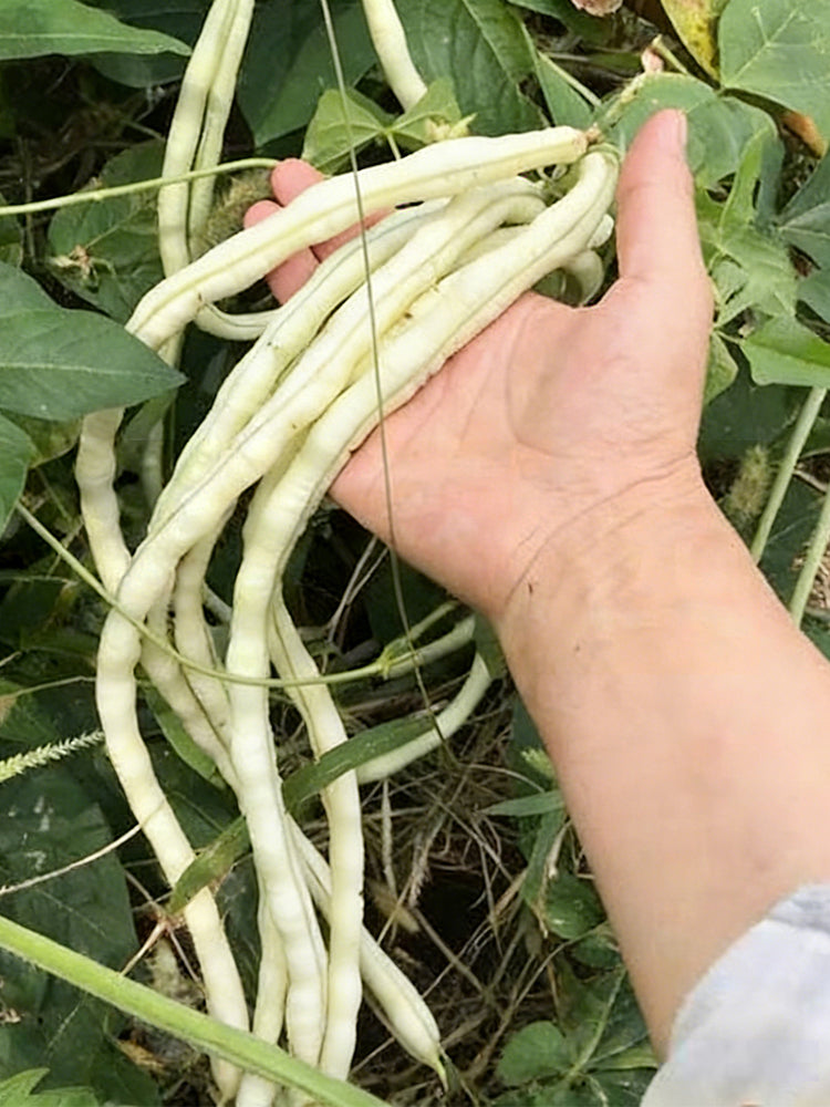 'Zhuzai' Thick-fleshed Sweet Long Bean