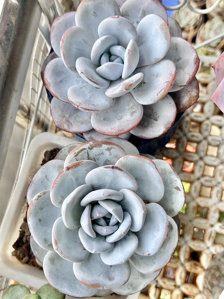 Echeveria laui