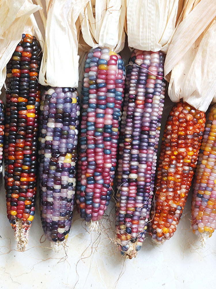 Glass Gem Corn